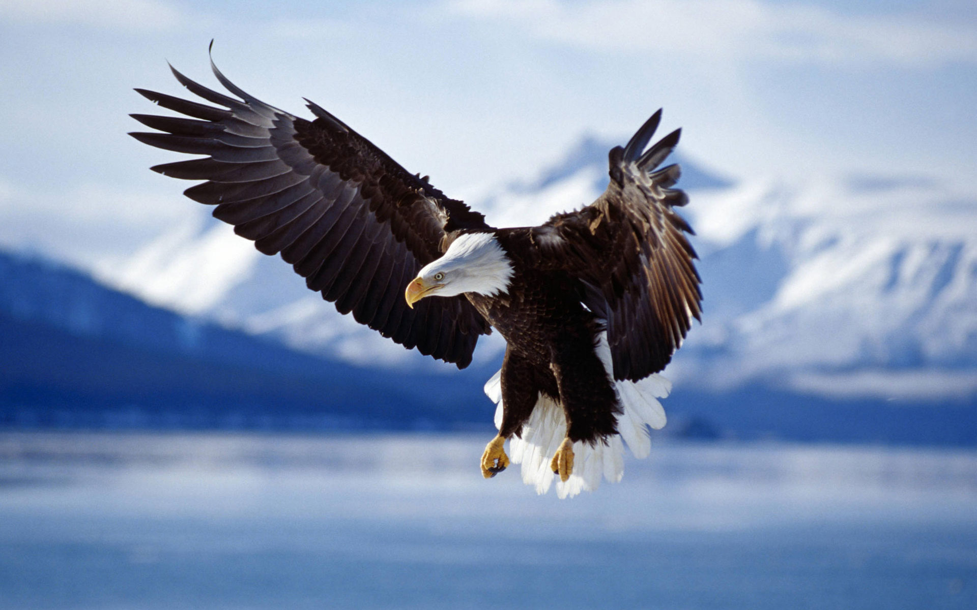 Bald Eagle in Flight Alaska206538590 - Bald Eagle in Flight Alaska - Flight, Eagle, Bald, Alaska